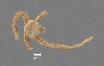 Media type: image;   Invertebrate Zoology OPH-4941 Aspect: dorsal